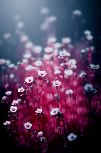 magical_flowers_by_ajkabajka-d64wsbp